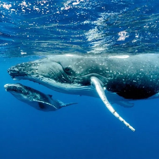 ballenas-jorobadas